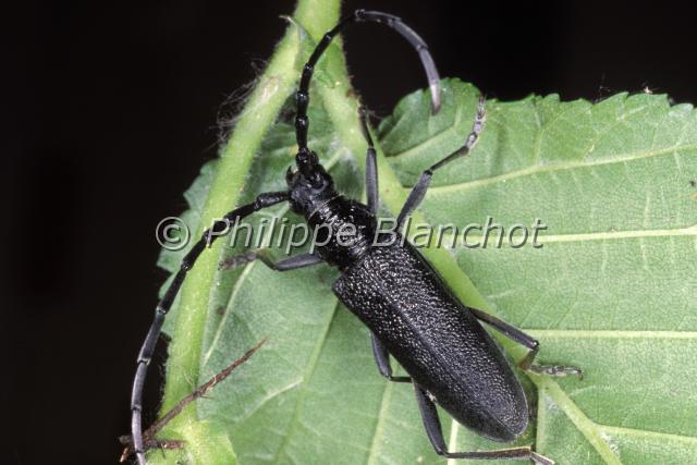 cerambyx scopolii.JPG - Cerambyx scopoliiPetit capricorne, Capricorne de ScopoliScopoli's Capricorn BeetleColeoptera, CerambycidaeFrance